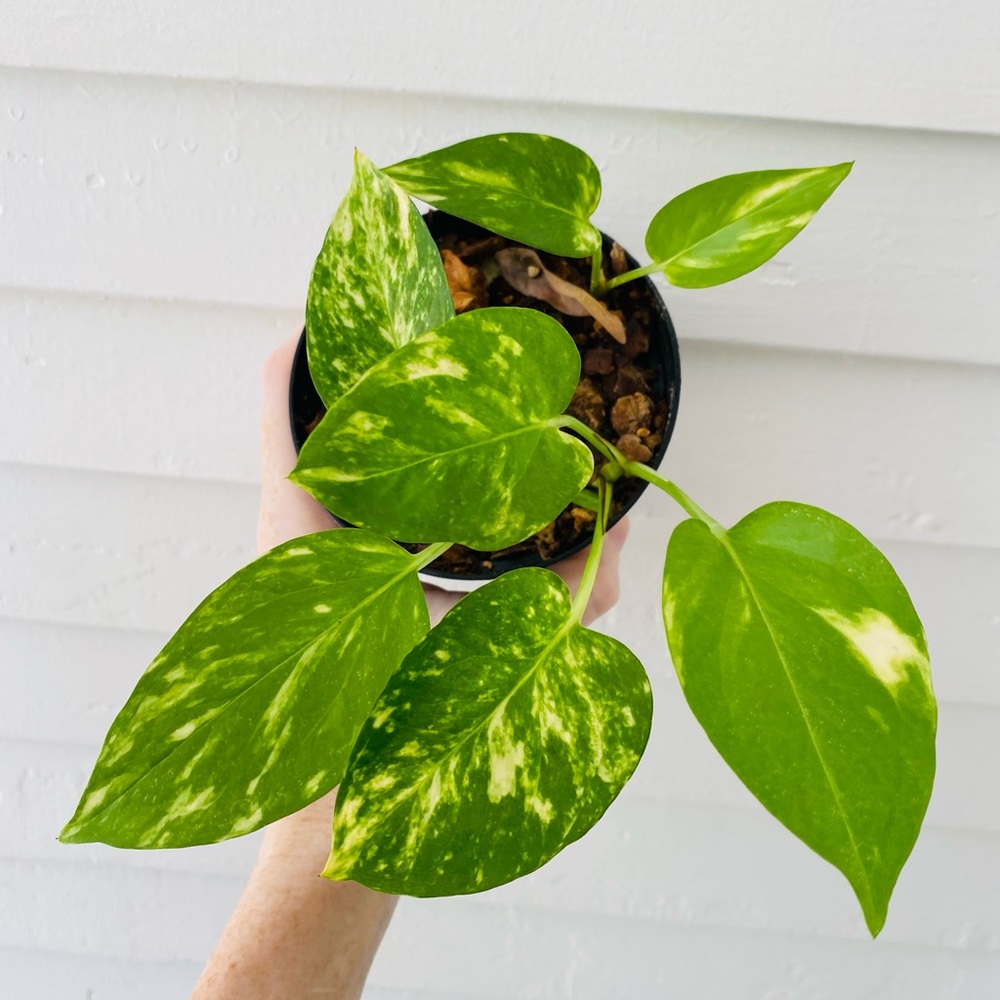 Golden Pothos in Nursery Pot